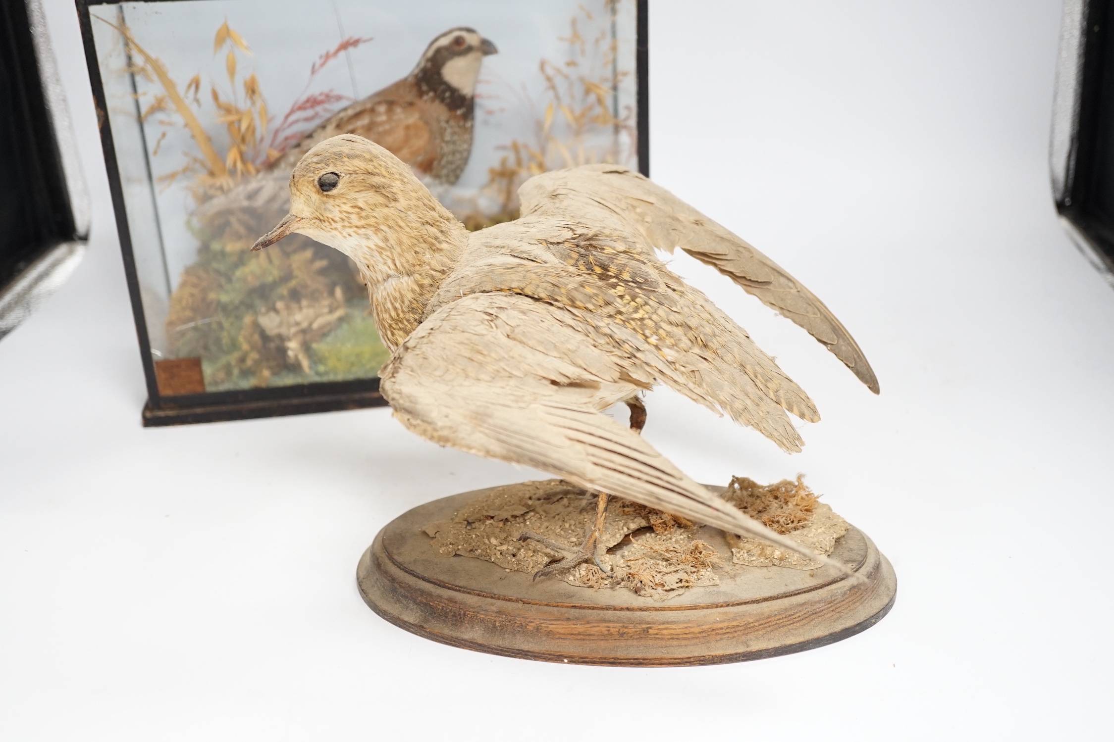 A small taxidermy cased Bobwhite Quail (case cracked) together with an uncased taxidermy snipe (2), Quail case 28cm wide x 22.5cm high